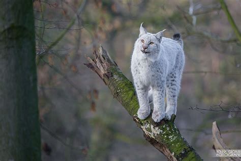 White lynx (Osnabrück Zoo) by Paavo Jean on Flickr Rare Cats, Exotic Cats, Cats And Kittens ...