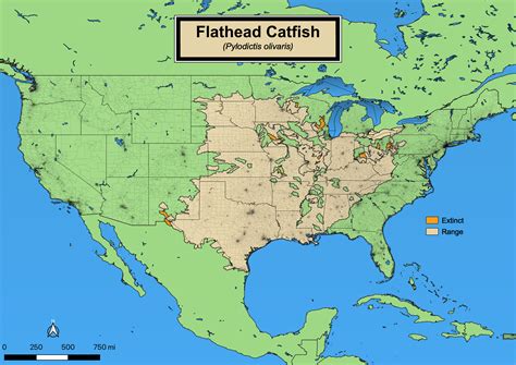 Flathead Catfish - eMuseum of Natural History