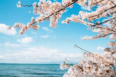 Lake Biwa with Cherry Blossoms in Shiga, Japan Stock Image - Image of nagahama, asia: 146057395