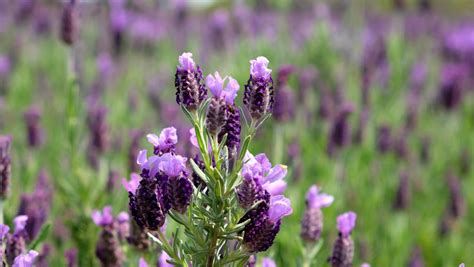 Lavender in Japan by Fukuchan-Ryoko on DeviantArt