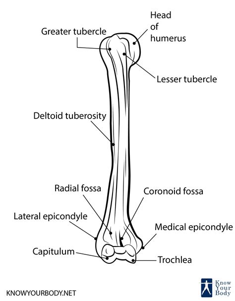 Labeled Diagram Of Humerus