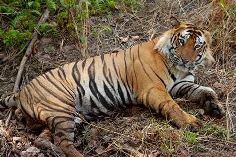 File:Bengal Tiger India.jpg - Wikipedia, the free encyclopedia