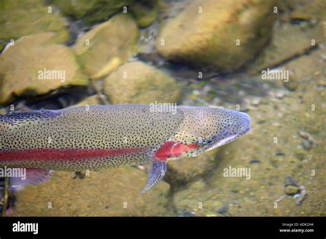 Large Rainbow Trout in pond at Bonniville Fish Hatchery Oregon Stock Photo - Alamy