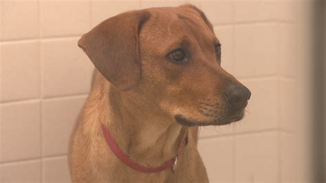 Dallas shelter offering free pet adoptions to kick off 2020 | FOX 4 Dallas-Fort Worth