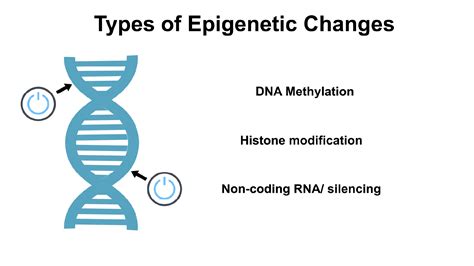 Types of epigenetic modifications | biomodal