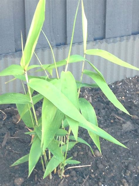 small green plants growing out of the dirt in front of a metal fenced area