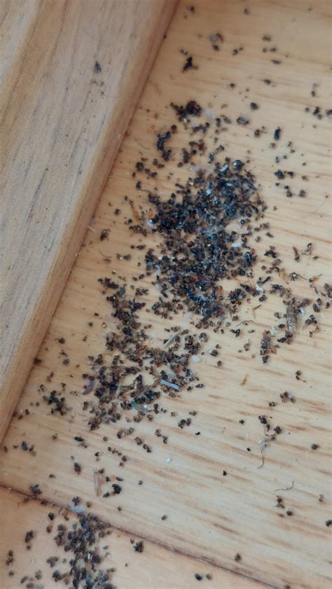 [IDENTIFICATION HELP] Are these termite droppings? Or something else ...