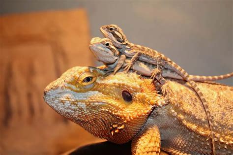 How big do bearded dragons get? Size and Age Guide | ExoPetGuides