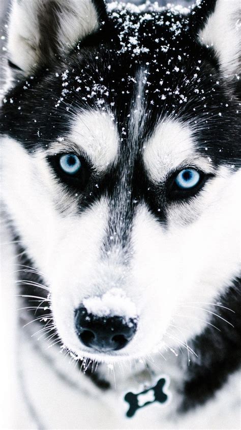 Siberian Husky Eyes Wallpaper