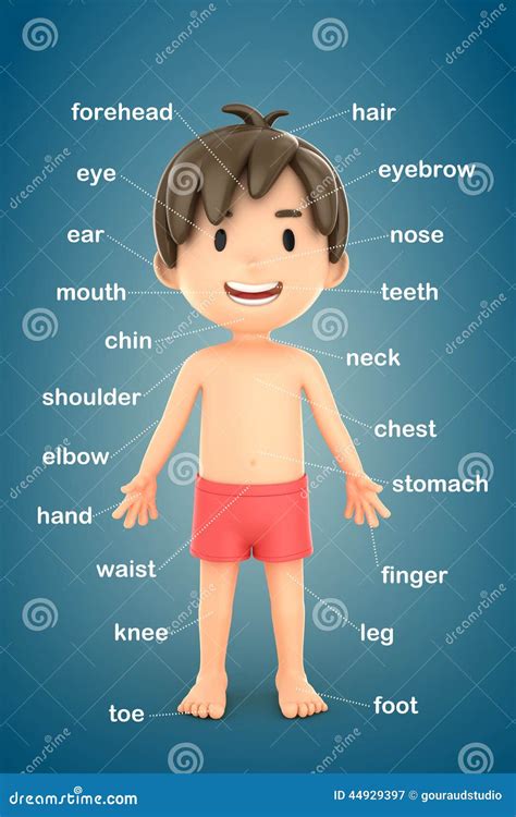 A Boy Showing Parts Of The Body Cartoon Vector | CartoonDealer.com ...