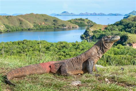 Rồng Komodo đã từng được lai tạo với loài thằn lằn cách cả đại dương