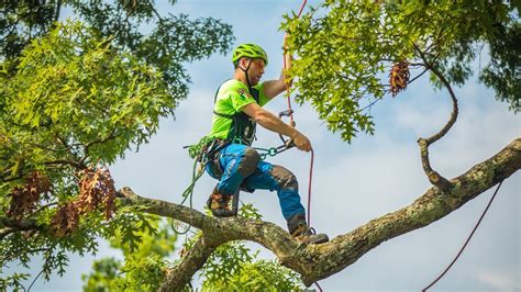 International Tree Climbing Championships 2019 - YouTube