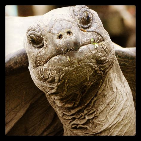 Turtle face :) - Design The Life You Want To Live