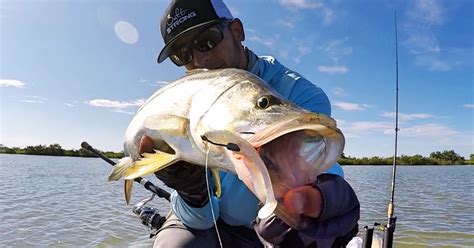 7 Tips To Catch Snook In Mangroves (With Artificial Lures)