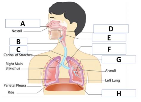 Anatomy Respiratory- Study Guide Flashcards | Quizlet