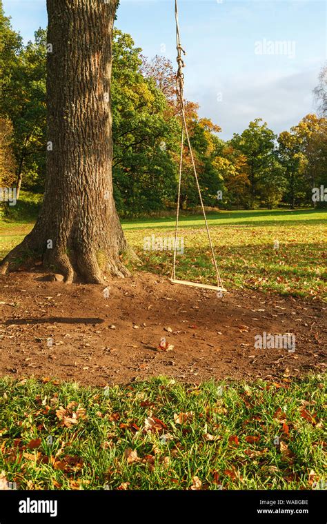 Rope swing in a tree Stock Photo - Alamy