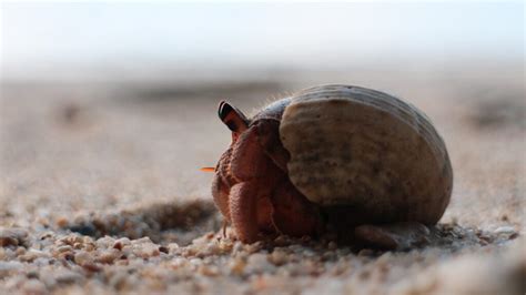 Hermit Crab Molting: Everything You Need to Know - Animal Hype