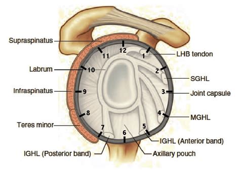 The Complete Guide to Shoulder Instability | Kinetic Labs