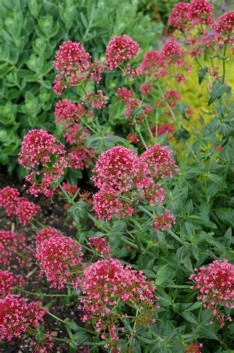 Red Valerian (Centranthus ruber 'Coccineus') in Boston Hopkinton ...