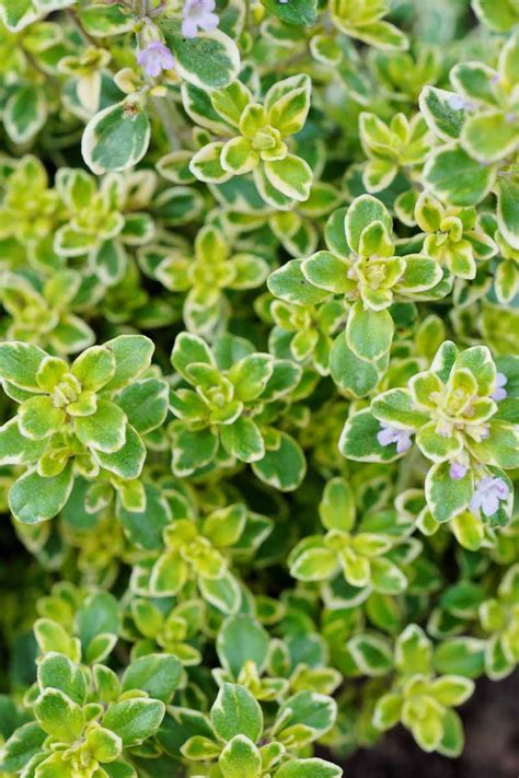 14+ Lemon Thyme Plants - RuvaTomoko