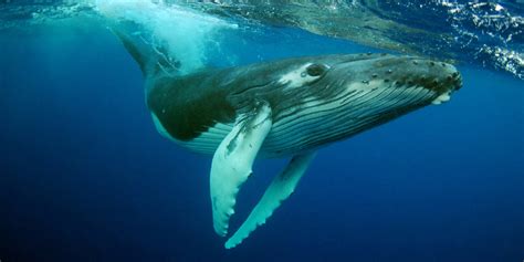 Humpback Whale Status Downgrade Defended By Biologists