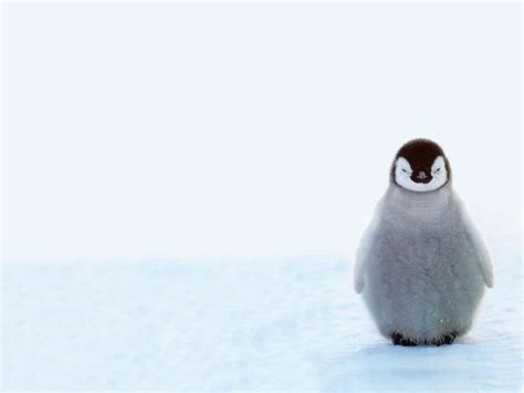 baby, cute, 480P, cute baby penguins, winter, penguins, snow, animals ...