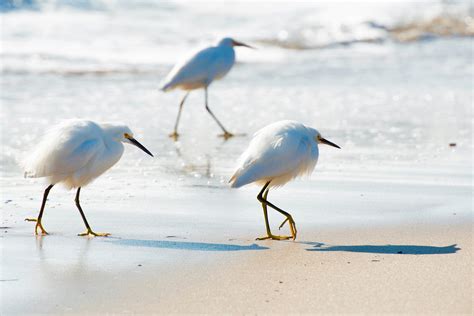 Free Images : beach, sea, water, sand, ocean, bird, wildlife, blue, fauna, outdoors, birds ...