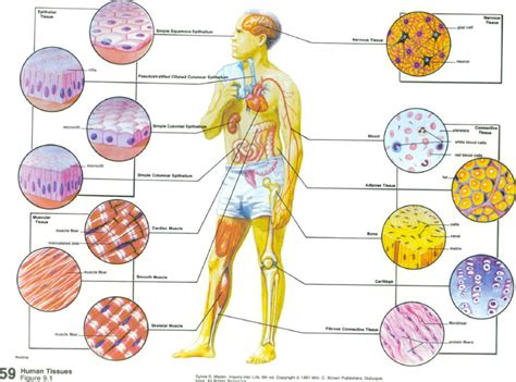 Human Tissues : Biological Science Picture Directory – Pulpbits.net
