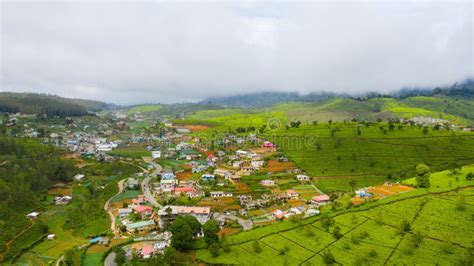 Green Tea Plantation, Sri Lanka. Tea Estate Landscape. Stock Image ...