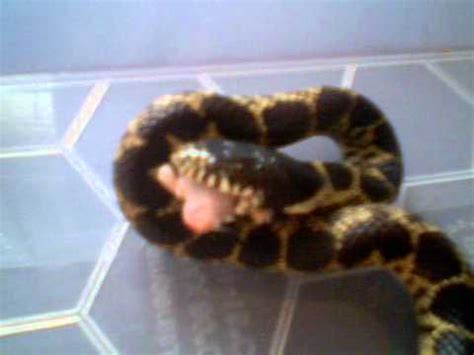 Desert Chain Kingsnake Feeding - YouTube