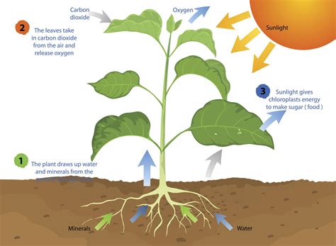 All You Need to Know About Photosynthesis and Cellular Respiration ...