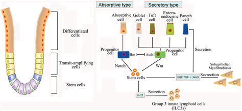 Frontiers | The Research Progress on Intestinal Stem Cells and Its Relationship with Intestinal ...