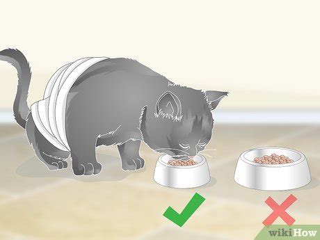 How to Help a Vomiting Cat: 14 Steps (with Pictures) - wikiHow