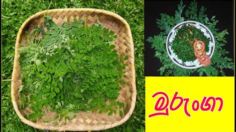 MORINGA - මුරුංගා - Murunga Kola - healthy leaves -drumstickLeaves ...