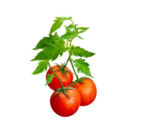 Tomato Plant Drawing at PaintingValley.com | Explore collection of ...