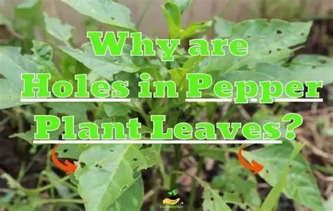 Holes In Pepper Plant Leaves: [6 Expert Reasons Unveiled] Growing Peppers, Pepper Plants, Plant ...