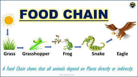 Food Chain | What is a food chain? | Food Chain for Kids - YouTube