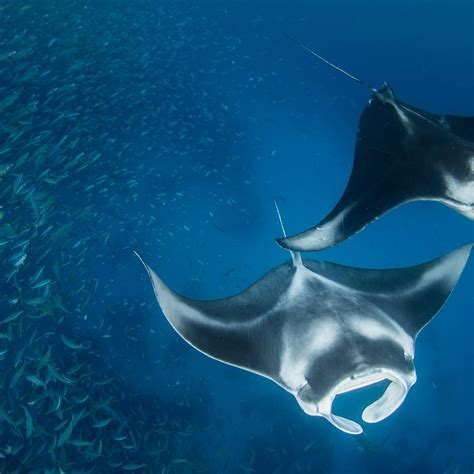 Manta Ray: History, Facts, Size, Habitat, Classification & Much More ...