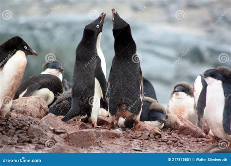 Adelie Penguin in a Breeding Colony on Fish Islands in Antarctica Stock Image - Image of nature ...