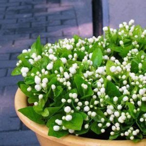 Jasmine Seeds, 20 seeds/pack – UrbanGardenSeed