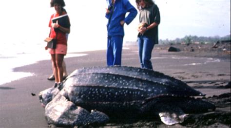 Leatherback Sea Turtle | Legacy | Virginia Institute of Marine Science