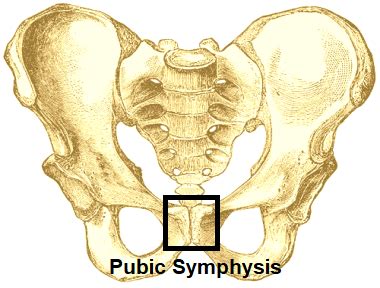 Pubic Symphysis Definition, Structure & Functions | Study.com