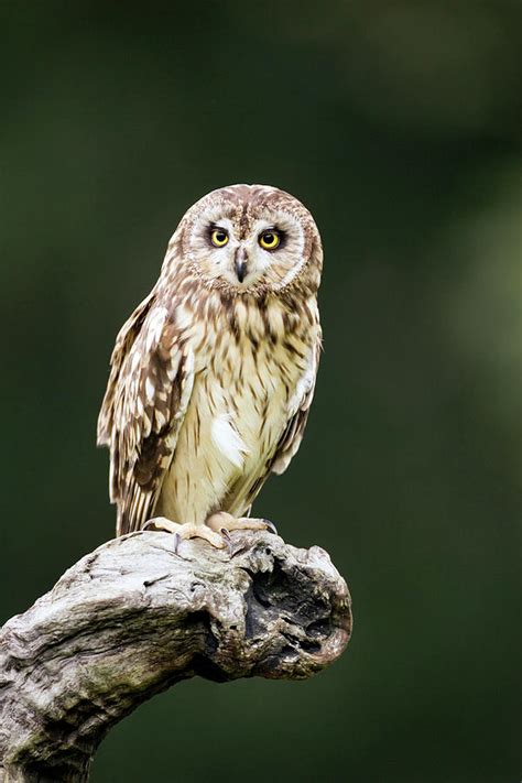 Short-eared Owl Photograph by John Devries/science Photo Library