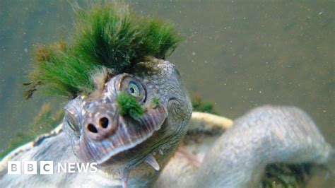 Mary river turtle, aka 'punk turtle', put on endangered species list - BBC News