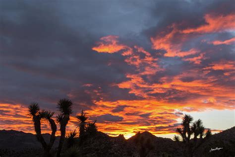 Joshua Tree Sunrise Photograph by Jurgen Lorenzen - Pixels