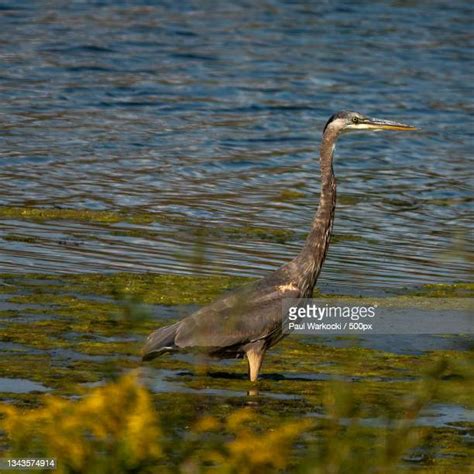 556 Giant Blue Heron Stock Photos, High-Res Pictures, and Images - Getty Images