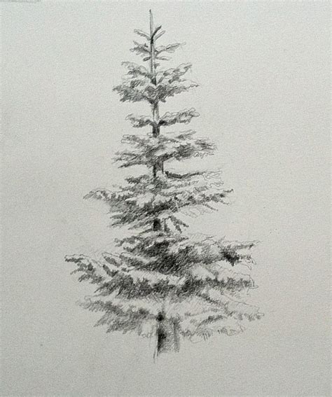 noble fir, evergreen, drawing, graphite | Pine tree drawing, Christmas tree drawing, Evergreen ...