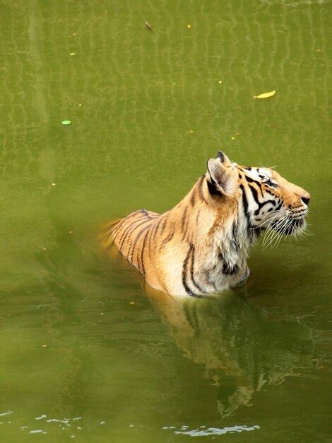 Premium Photo | Tiger in a lake