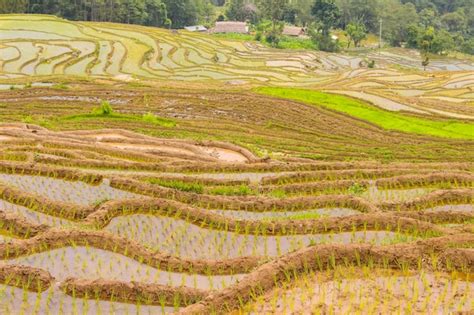 Premium Photo | Paddy rice plantation and fields beautiful rice fields ...