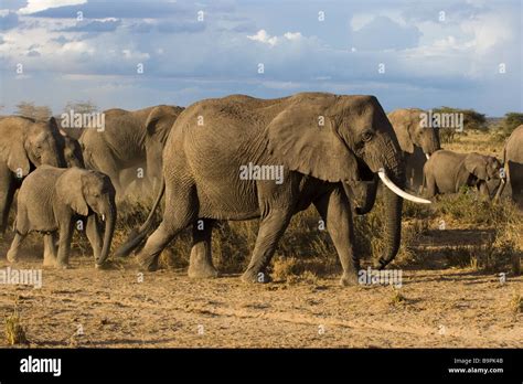 Herd of Elephants Stock Photo - Alamy